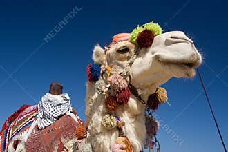 Decorated Camel in Egypt