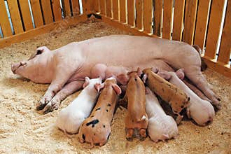 Momma pig feeding piglets