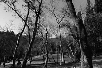 Black White Tree