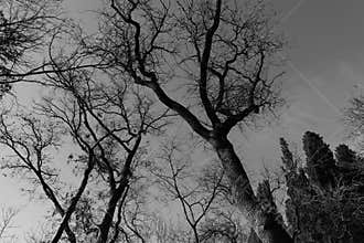 Black White Tree