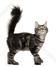 Maine Coon kitten, 4 months old, looking up
