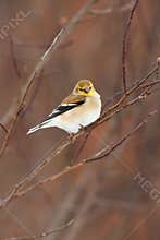 Wild American Goldfinch in Winter Plumage
