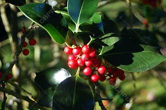 Outdoor holly bush