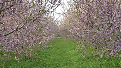 Close up of blooming almonds.