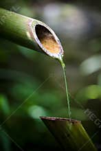 Bamboo Fountain