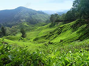 Tea Valley