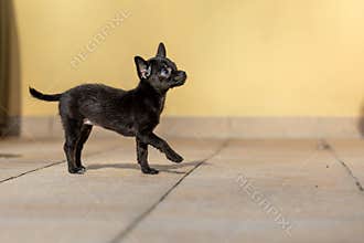 Adorable tiny ChiPoo puppy outdoors