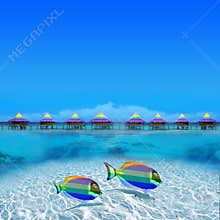 Colorful Gay Fishes