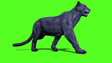 Black Panther Feline Walks Green Screen Front 3D Rendering Animation Animals