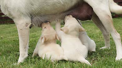 Adorable labrador puppy dogs sucking while standing