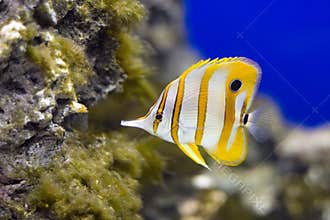 Copperband Butterflyfish