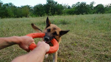 German Shepherd plays rubber ring tug-of-war with man in summer park. Active and energetic dog holds round red toy with