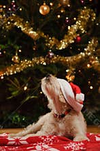 Dog with Christmas hat