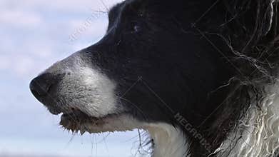 Slow motion of a border collie dog with wet and dirty fur staring into the wind. Old wise dog lost in thought
