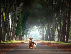the dogs is standing on a beautiful path. Nova Scotia duck tolling retriever in nature