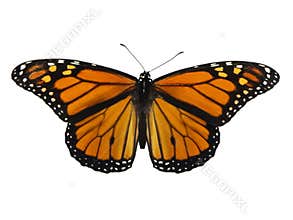 Monarch Butterfly