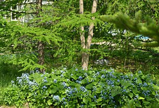 Vintage home garden still life with blooming plants, trees and blue flowers in spring, botanical nature and cottagecore vintage