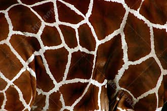 Giraffe skin