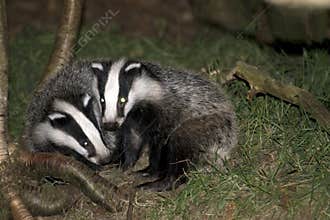 Badgers