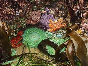 Tide Pool Ecosystem
