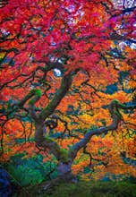 Vibrant red and yellow tree with a full canopy of lush foliage: Portland Japanese Garden