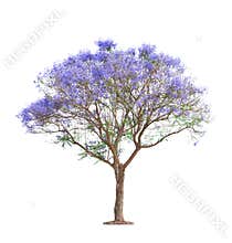Beautiful blooming Jacaranda tree