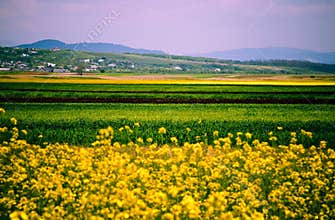 Canola fields