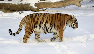 Siberian Tiger