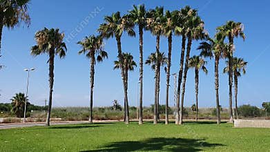 Palm trees in Spain. Tall palm trees against the blue sky, tropical plants.