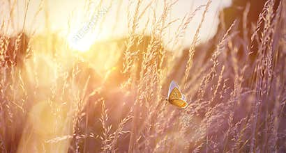 Abstract field landscape at sunset with soft focus. dry ears of grass in the meadow and a flying butterfly, warm golden hour of