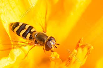Syrphidae