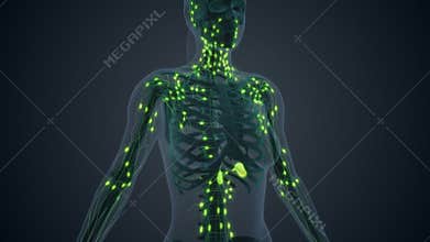 The female body lymphatic system