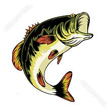 largemouth bass fish illustration
