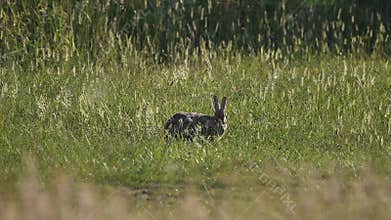Wild rabbit feeding in the long grasses