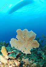 Gorgonian underwater