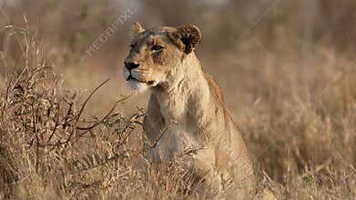 Alert lioness observing surroundings, Kruger National Park, South Africa