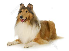 Collie
