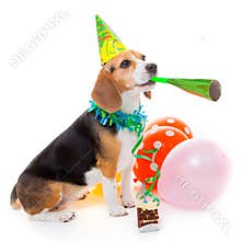 Dog birthday party animal