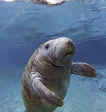 West India Manatee