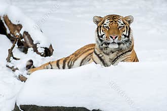 Amur tiger