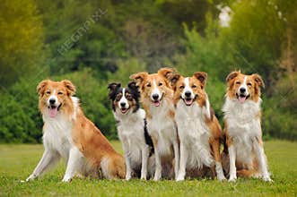Group of five happy dogs border collie