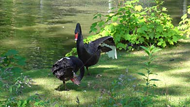 Black Swan, Cygnus atratus in a german nature park