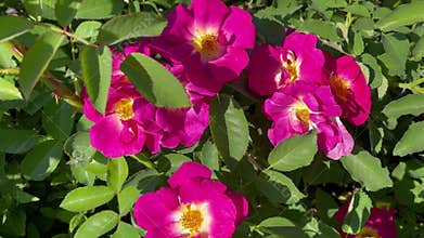 Vinegar rose, Rosa gallica, or Gallica rose