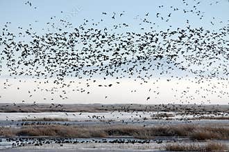 Flock of Migratory Birds over a Marsh