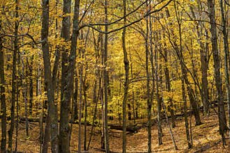 Maple forest floor, autumn