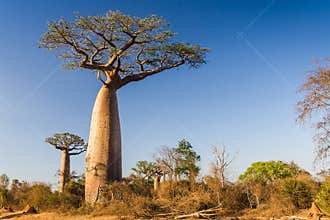 Baobab tree, Madagascar