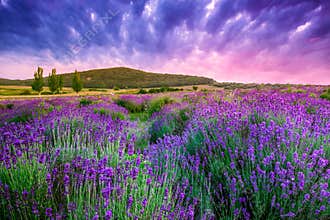 Sunset over a summer lavender field in Tihany, Hungary