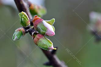 Almond flower buds
