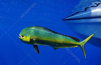 Mahi mahi or dolphin fish