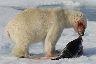 Polar Bear